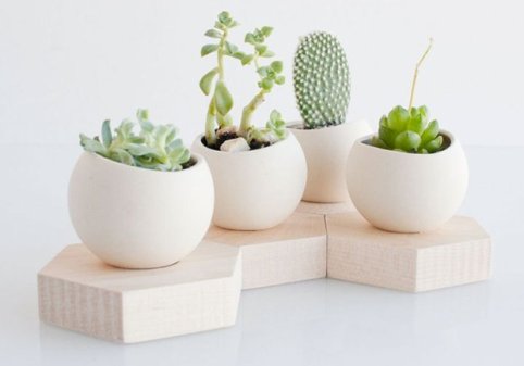 Imagen Cactus