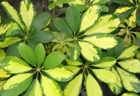 schefflera