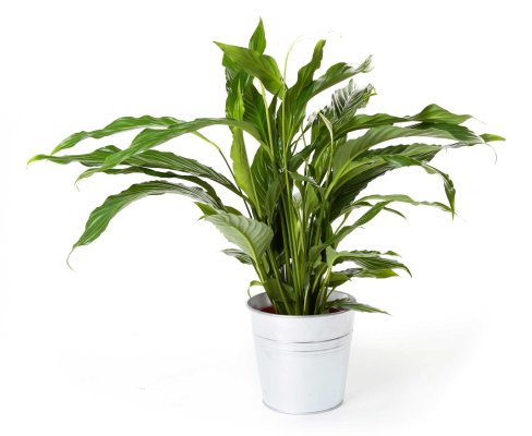 Planta spatifilium_spatifilium