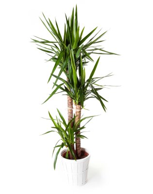 Planta yuca_yuca