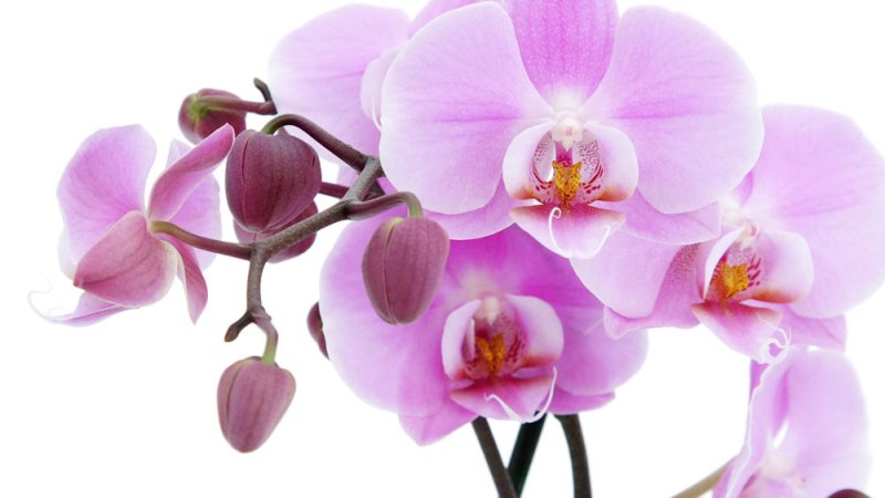 10 Motivos para tener plantas en casa_15827-flower-photo