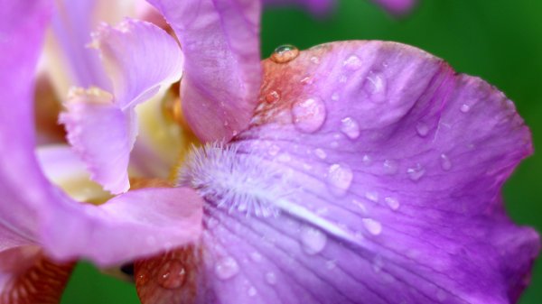 Cuidado de las orquídeas