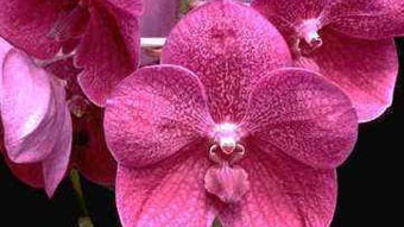 Cuidado de las orquídeas - Temperatura y ventilación
