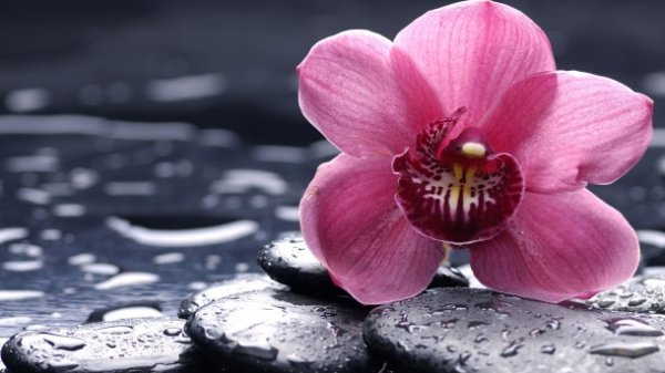 Orquídea