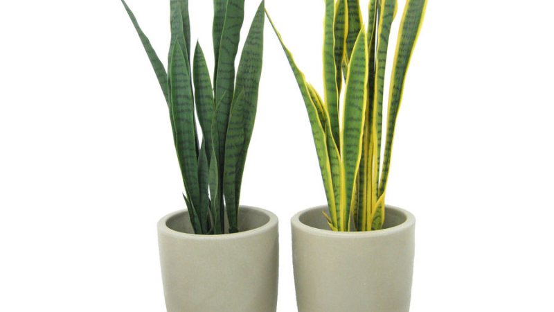 LA SANSEVIERIA